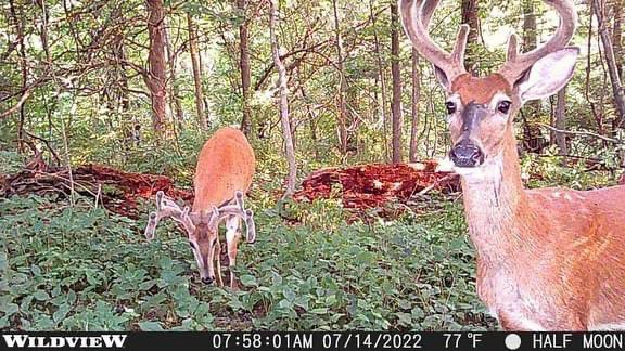 Buck_Chasers's tweet photo. Not even 24 hours after the first few cams put out and we have action. Gonna be another great season here at Buck Chasers. #trailcampics #whitetailhunting #guidelife #illinoishunting #stealthcam #hunting #midwesthunting #giantwhitetails #Outdoors https://t.co/F17ngs3GF1