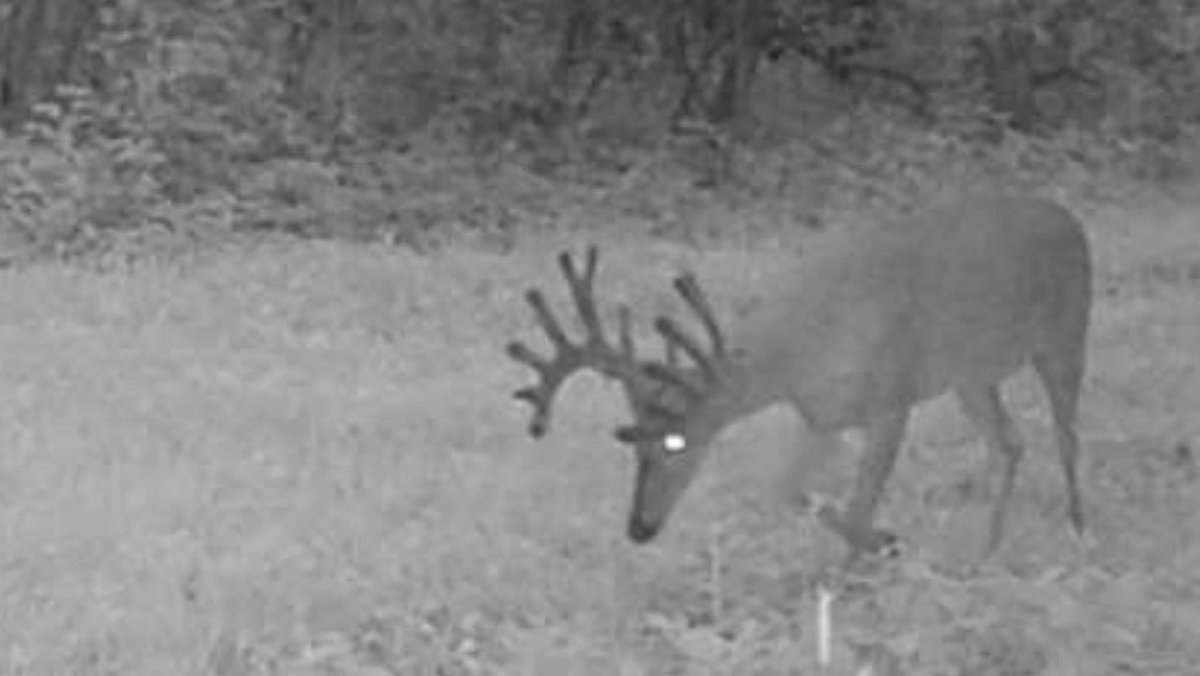 Buck_Chasers's tweet photo. Not even 24 hours after the first few cams put out and we have action. Gonna be another great season here at Buck Chasers. #trailcampics #whitetailhunting #guidelife #illinoishunting #stealthcam #hunting #midwesthunting #giantwhitetails #Outdoors https://t.co/F17ngs3GF1