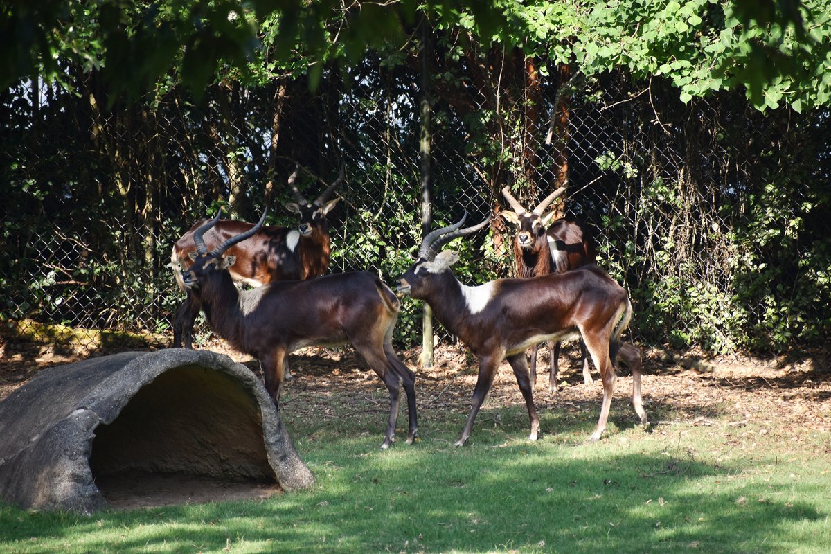 ZooMannMuseum's tweet photo. The Montgomery Zoo is excited to publicly debut four male Nile Lechwe, the first of their species, in the African Forest exhibit on Tuesday, July 19, 2022. Please help us in welcoming Zap, Sjambok, Rungu, and Kaskara, our bachelor Nile Lechwe herd. #mymgmzoo #zaa #nilelechwe https://t.co/lMUG4dYkke