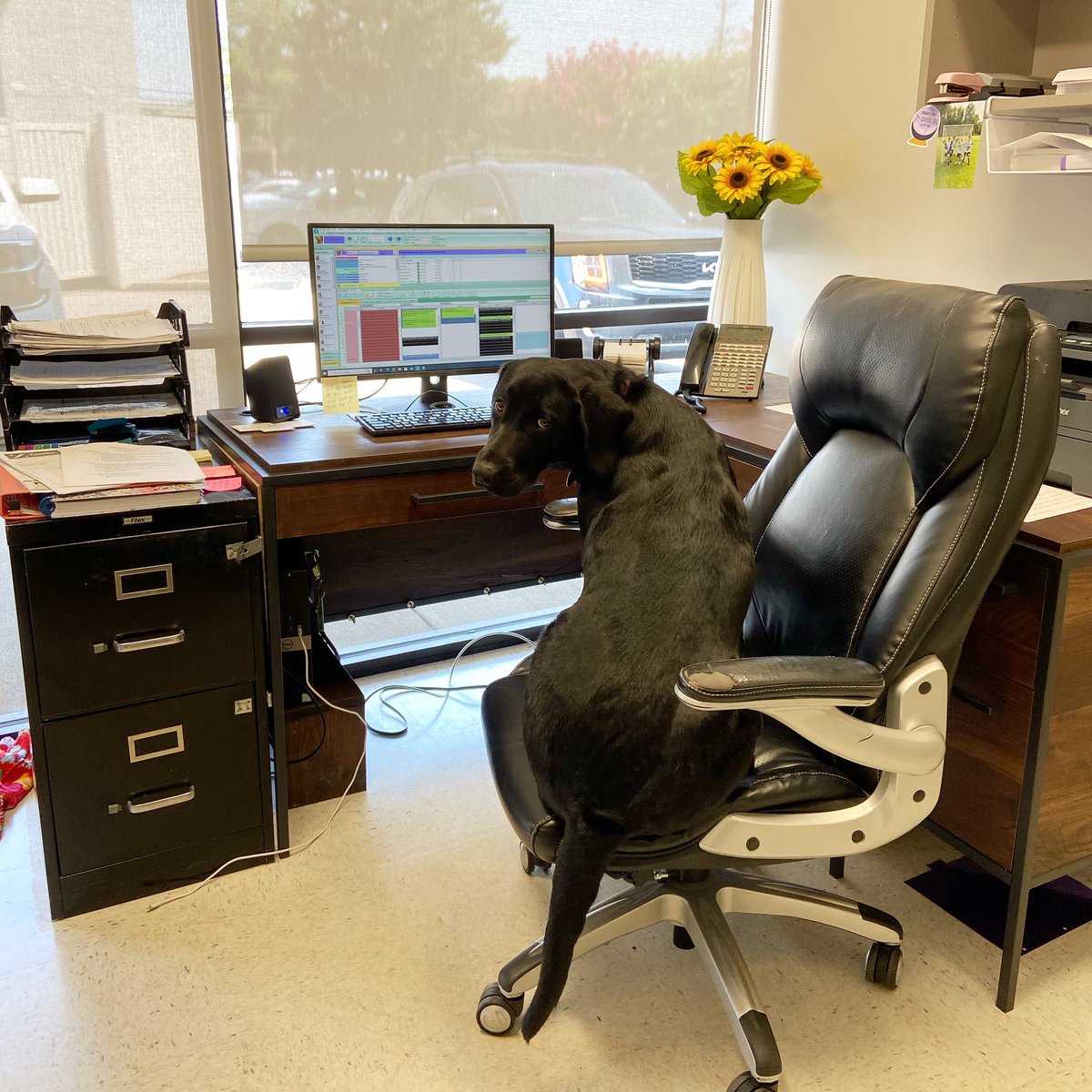 kelseycanine's tweet photo. This is Sunny. She is our new practice manager. Please, step into her office. 

#dogsoftwitter https://t.co/zvSO1WEMZ5