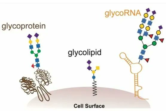 #ThrowbackThursday

Our Director @CarolynBertozzi, lead author @raflynn5 & team discovered a new kind of biomolecule called glycoRNA that could be linked to autoimmune diseases.

Read about it here: buff.ly/3f8Ht2b