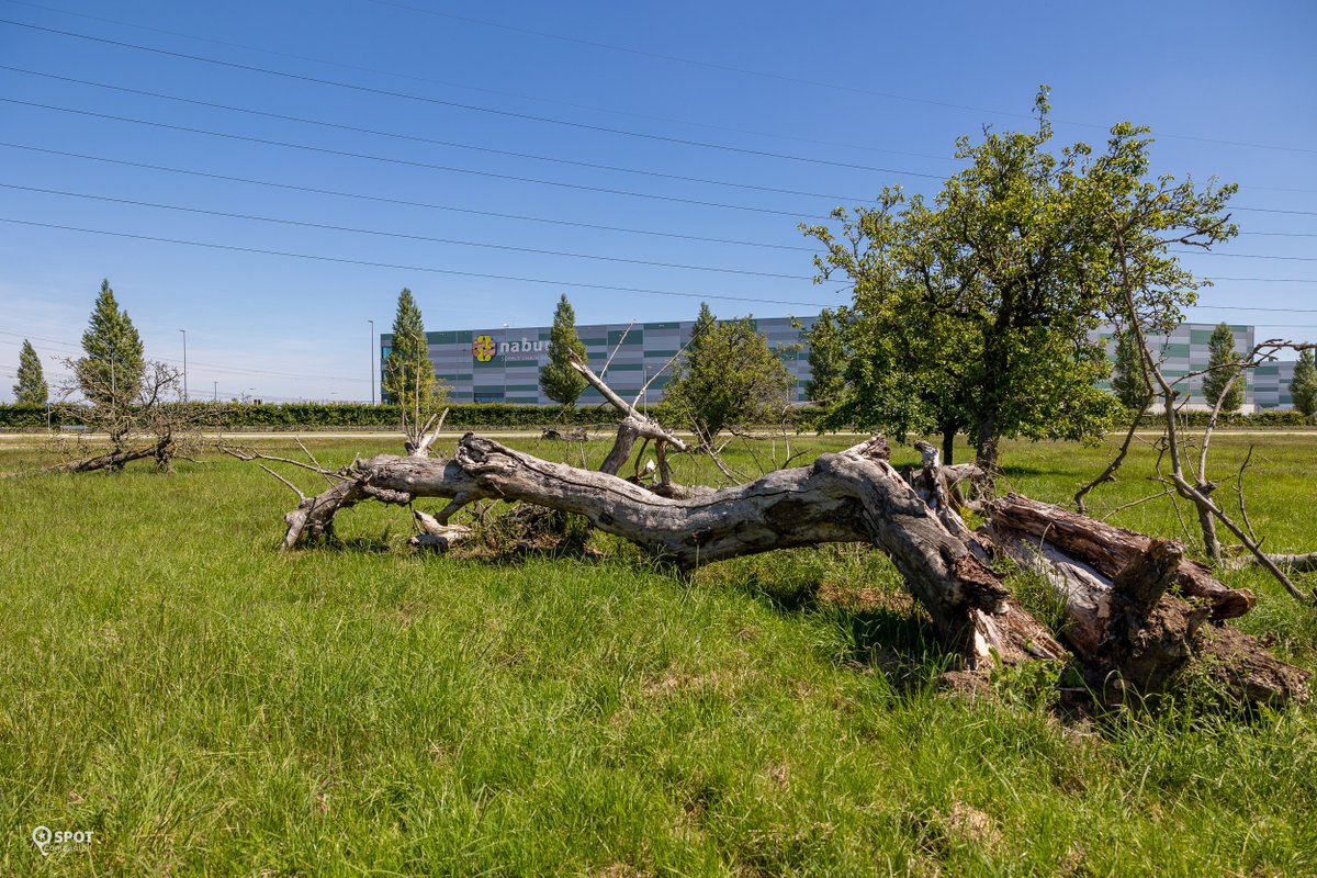 Park15Logistics's tweet photo. Ook dit is Park15 Logistics!

Groen, duurzaam, ambitieus en nieuw! Dat zijn kernwoorden die Park15 Logistics het beste omschrijven. En er veel aandacht voor inpassing in het omliggende landschap, de openbare structuur en de hoogwaardige en evenwichtige basisstructuur. https://t.co/fqQayBBckK