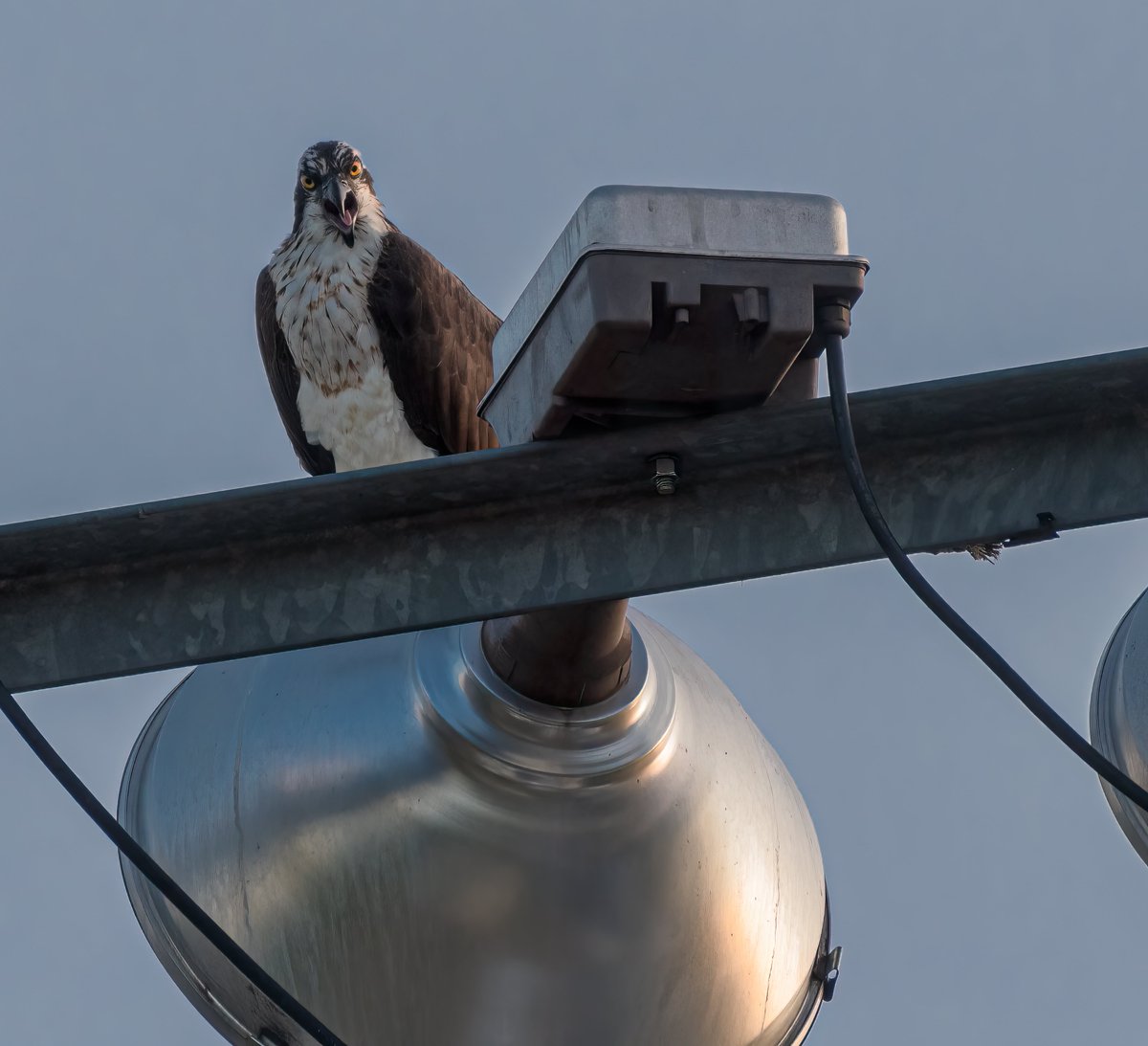 Music was blasting out from Rock the Park, last night, and that meant a quiet night, bird-wise, at The Coves. One osprey appeared to be a Garbage (the band) fan as it stuck around for the whole show. #ldnont