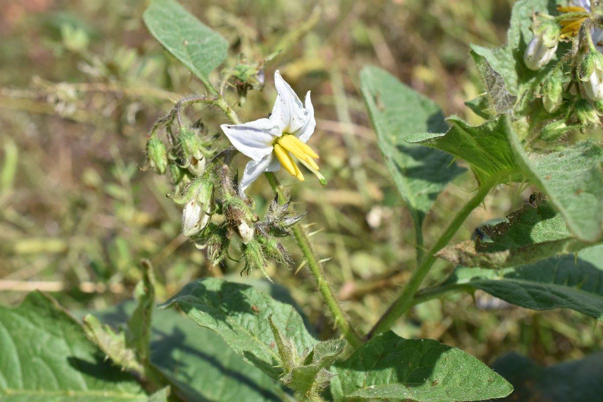 Flower Photo Pa Twitter ワルナスビ ナス科ナス属 世界的に広がっている雑草 ナスに似ていて トゲがあるので ワルナスビ という名前がついています 乾燥してやや明るい場所によく生えます 根っこからも増えるし 除草剤も効きにくいので 一度入ると防除が