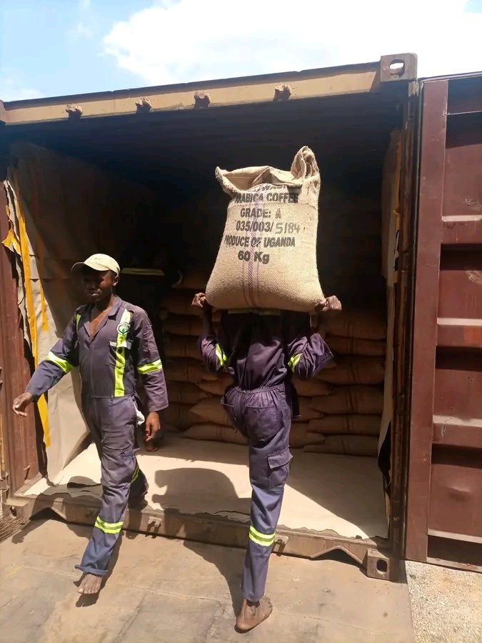 bugisutv's tweet photo. Bugisu Cooperative Union Ltd has today prepared tonnes of coffee for export awaiting UCDA approval.
 
Wasagali Barbra, the administrative manager, says the consignment is for export through Mombasa port on the Indian coast to Napoli,  Italy. https://t.co/DO9iV4CSom