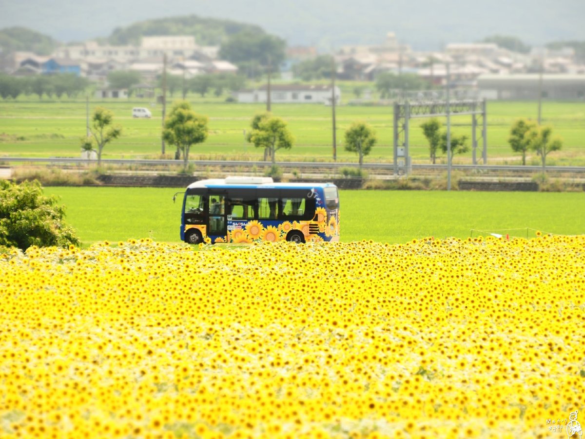 kansaiphotogirl's tweet photo. 満開のひまわりとひまわり柄のバスがほのぼの夏真っ盛り。

関西カメラ女子部メンバーphoto✨
https://t.co/Q4qXB0abMs
#関西カメラ女子部 #兵庫 #小野市 #ひまわりの丘公園 #ひまわり #バス #夏 
#hyogo #onocity #sunflowerhillpark #sunflower #minibus #summer #lovely #camera #kansaiphotogirl https://t.co/aBsYoLOqot