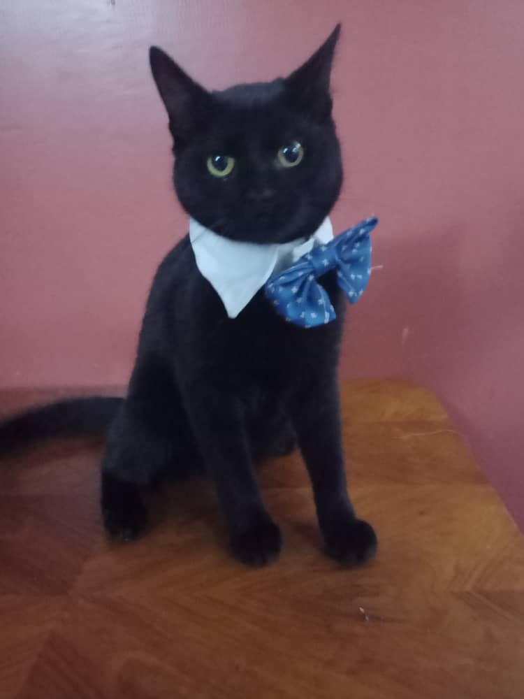 #EnBuscaDeHogar RT <a href="/yaracalcagno/">yara calcagno</a>: Difundo. Soy Melao, en busca de un hogar donde me brinden mucho amor, soy de carácter dócil, cariñoso.  Macho  joven aprox 6 a 7 meses, castrado. Guatire. 04241077769.