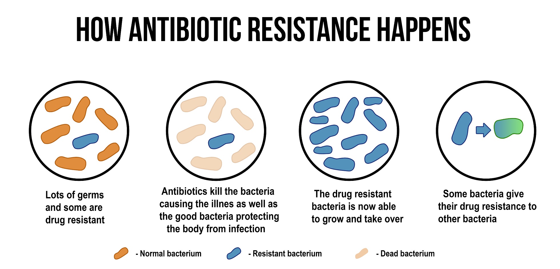 Antibiotico antes o despues de las comidas