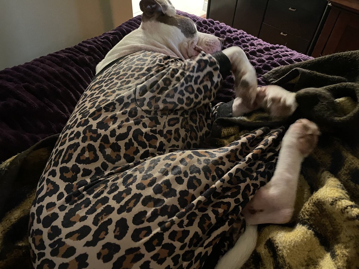 How do you like my new pajamas frens? #dogsoftwitter #animals #dogs