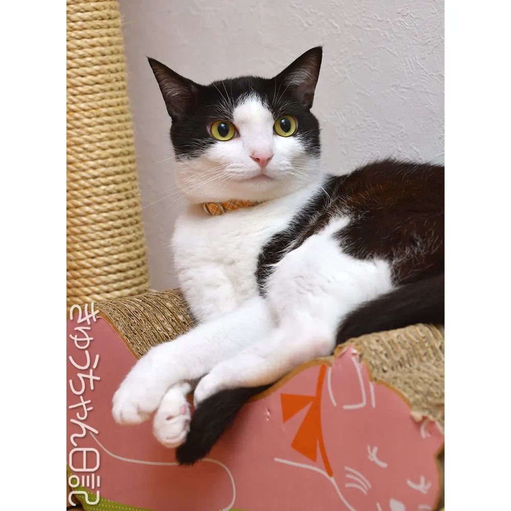 気分が良い キャンベラ 終点 はっちゃん 日記 きゅう ちゃん ギャング 敗北 膜