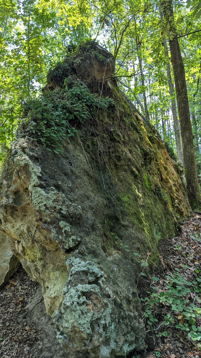 RichlandRec's tweet image. The Columbia area is full of hidden natural beauty. Take time this weekend to have an adventure and find your new, favorite spot. If you need inspiration check out this great list of top natural parks and attractions in Columbia. tripadvisor.com/Attractions-g5…

#exploresc #columbiasc