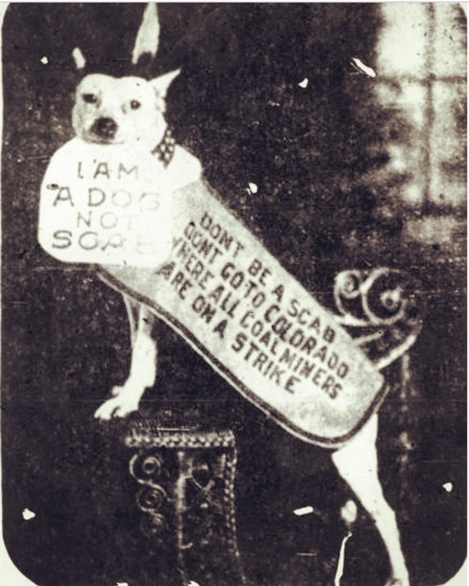 UnionDrip's tweet photo. I am a dog, not scab. https://t.co/S0nCo4MDQ6