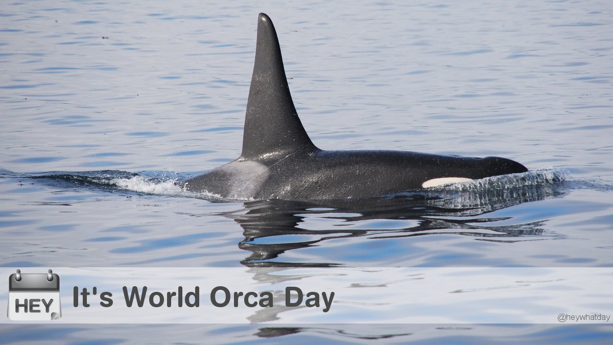 HeyWhatDay's tweet photo. It's World Orca Day!
#WorldOrcaDay #OrcaDay #Orca https://t.co/9soMHcLwca