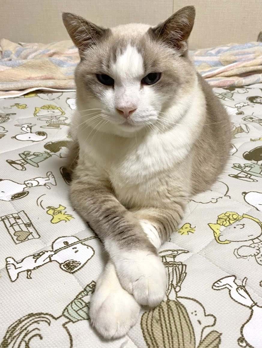 猫好き猫好き屋 - Search / X