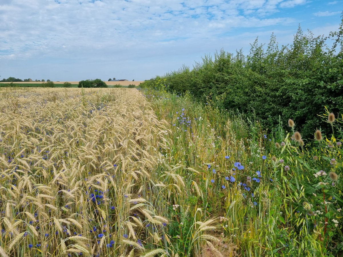 NatuurrijkLB's tweet photo. #Omtoveren #landbouw #natuur 😊 @ANLb2016 @BoerenNatuurNL @magnifiekZL @volkskrant https://t.co/3jEjLy20il