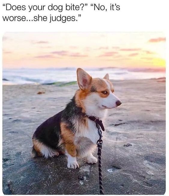 WholesomeMeme's tweet photo. https://t.co/q6sXzjh6Gj