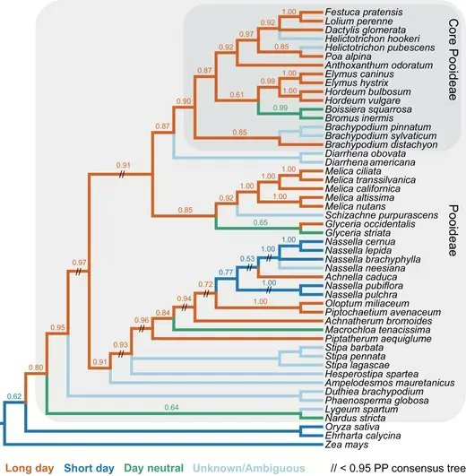 JXBot's tweet photo. Major niche transitions in #Pooideae correlate with variation in photoperiodic #flowering &amp; evolution of CCT domain genes https://t.co/l74zUUxj52
@FjellheimSiri Darshan Young, @paliocha Sylvia Sagen Johnsen, @EvolMarian @JillPreston1 @UniNMBU 
#openaccess https://t.co/h8ALlhWqPC