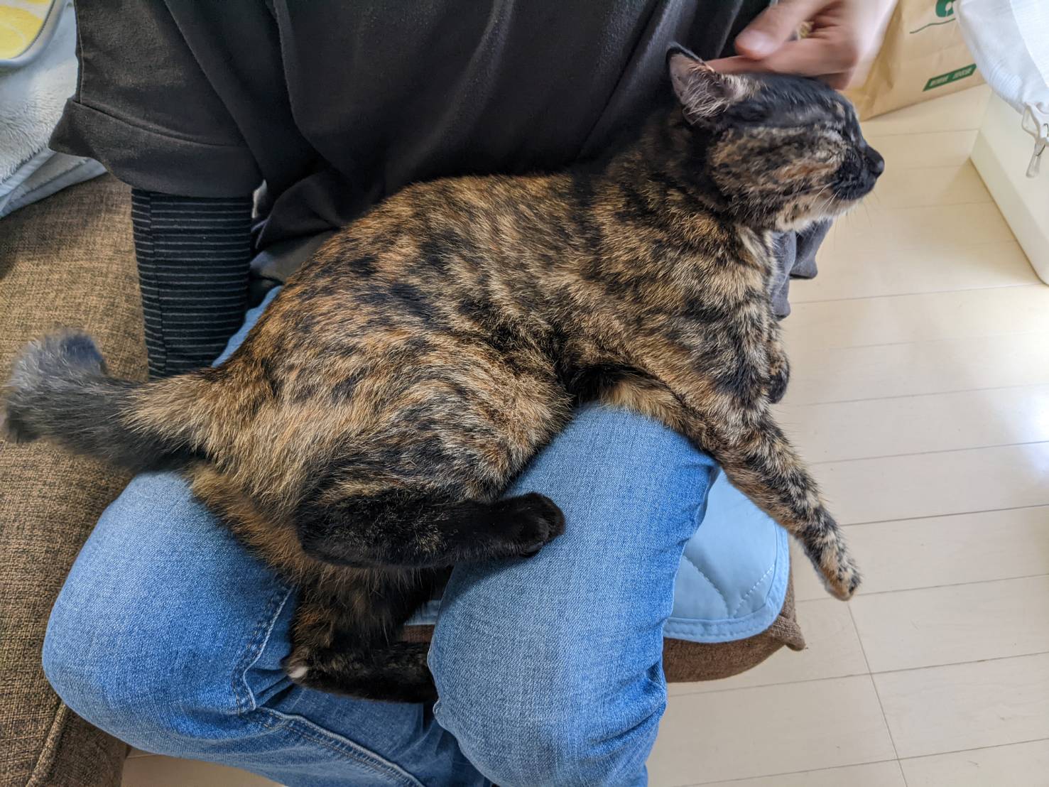 猫依存症 Twitter Search Twitter