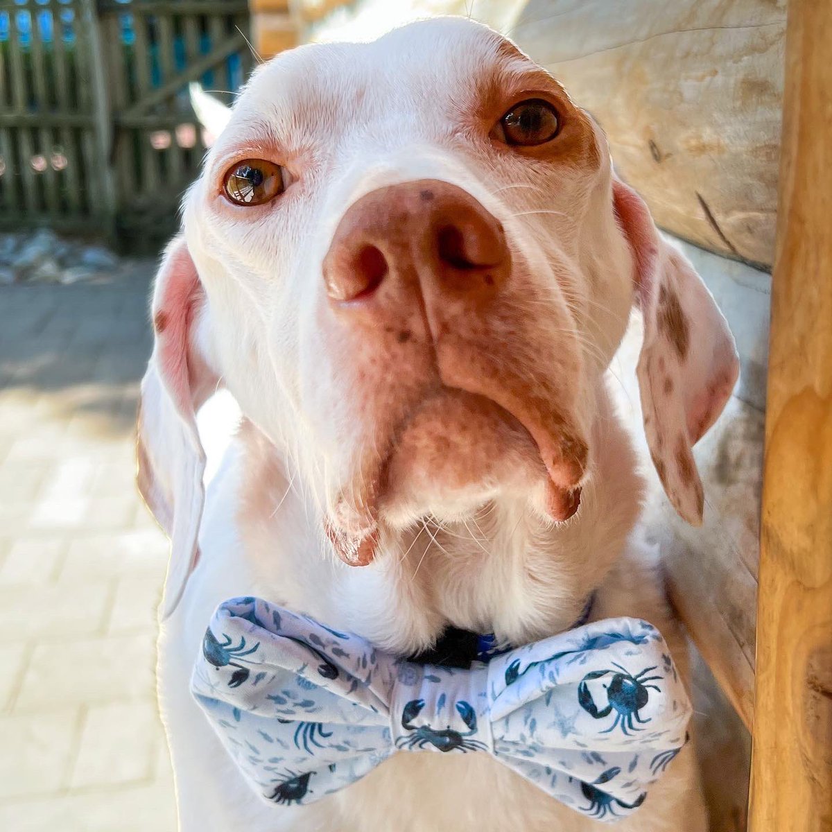 CellosCorner's tweet photo. Continuing our “Under the Sea” theme, this week Porter rocked his 🦀 bow tie during his visits at the ESY programs of the Shamong Township &amp; Northern Burlington School districts. The kids (&amp; adults!) are having fun  guessing what sea creature will be on Porter’s tie next week! https://t.co/FXyiupov0a