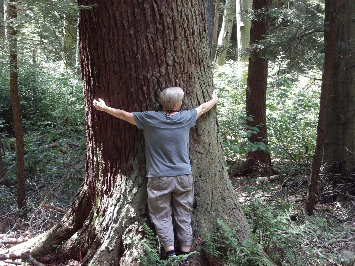 NHForestHealth's tweet photo. It's been a pleasure creating the voice of NH Forest Health and sharing my passion of trees with you. Hug a tree today, it may be gone tomorrow. https://t.co/UDye35Oshw