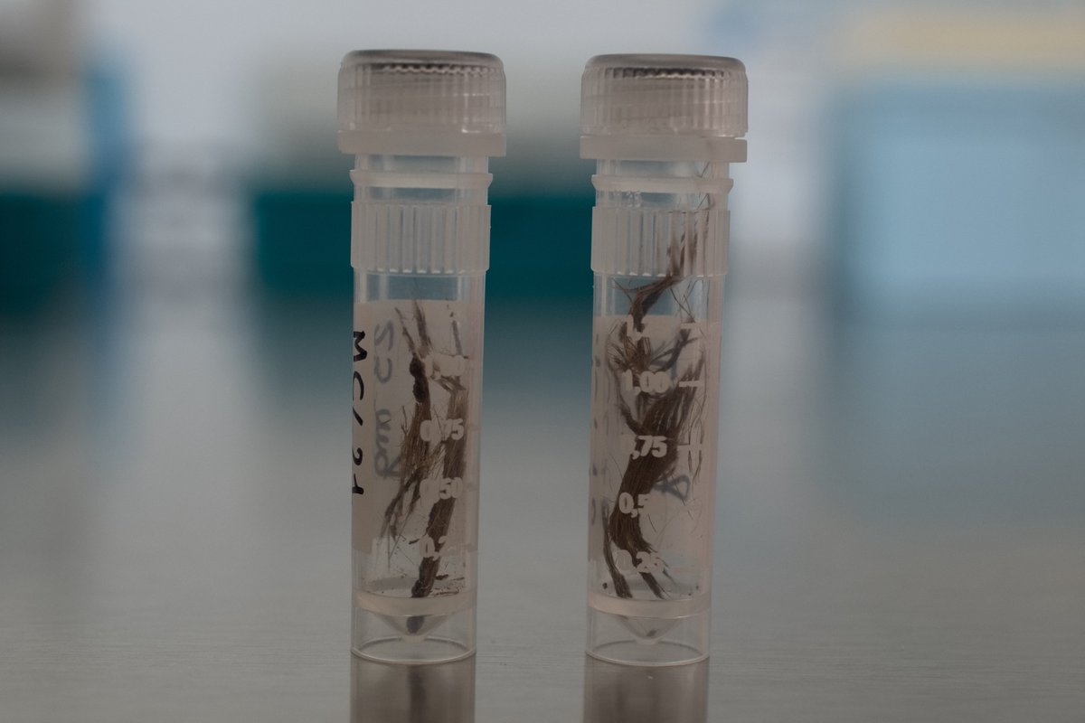 felix_erc's tweet photo. Ancient cat sampling session part two: hair! 🐈‍⬛🐈! Here we have two samples from Egyptian cat mummies, before and after decontamination.  #ercfelixproject #aDNA @ERC_Research @torvergata (Photo: @v_rovelli) https://t.co/4mYQ0Z8F9s