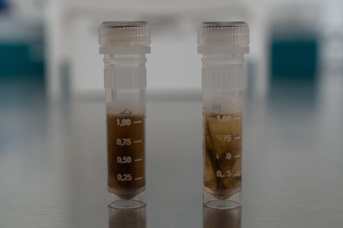 felix_erc's tweet photo. Ancient cat sampling session part two: hair! 🐈‍⬛🐈! Here we have two samples from Egyptian cat mummies, before and after decontamination.  #ercfelixproject #aDNA @ERC_Research @torvergata (Photo: @v_rovelli) https://t.co/4mYQ0Z8F9s