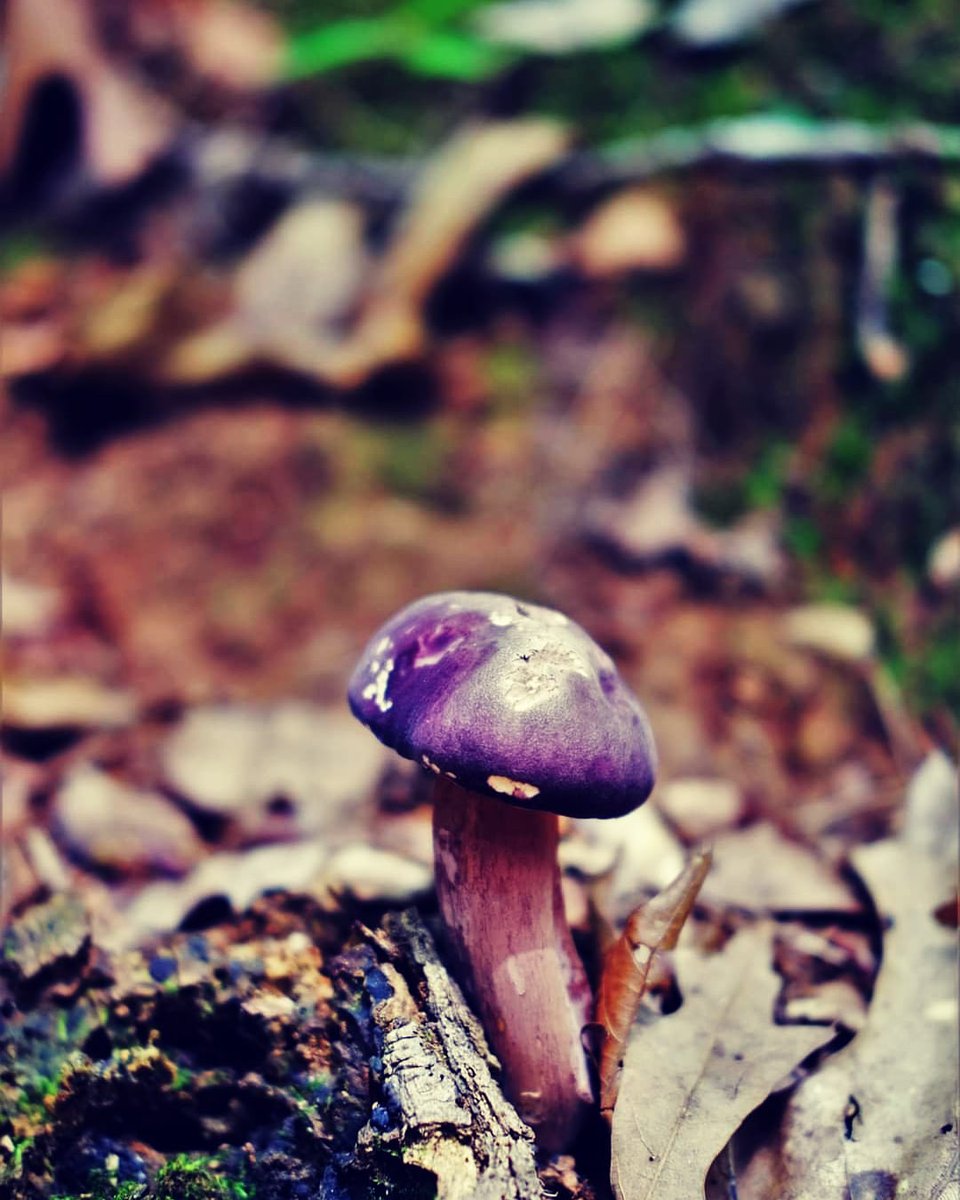 bridgetydf's tweet photo. #mushrooms #purplemushroom #hiking #forest #forestvibes https://t.co/s6Z5BmL42y