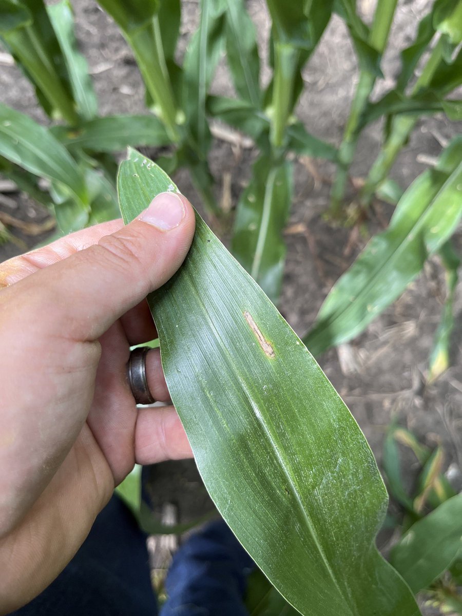 Frontline Genetics tweet media