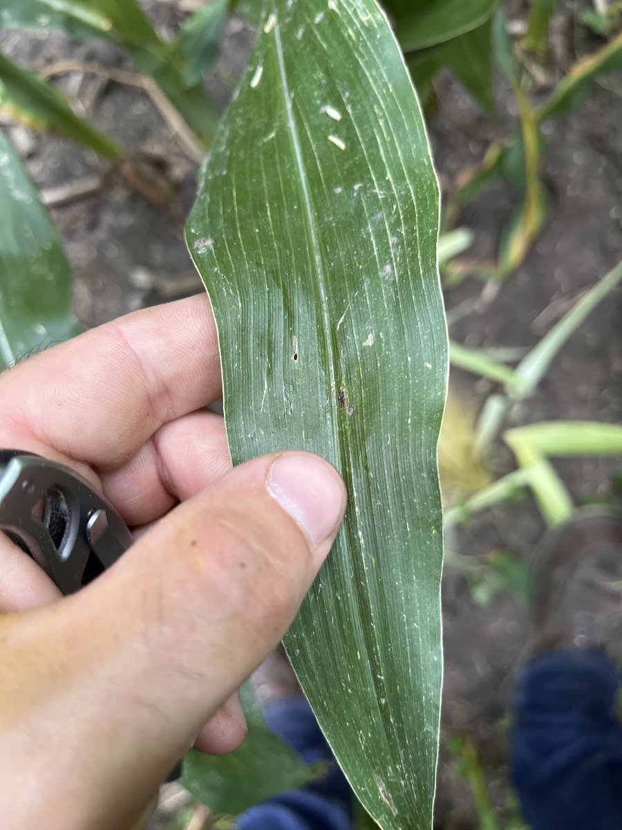 Frontline Genetics tweet media