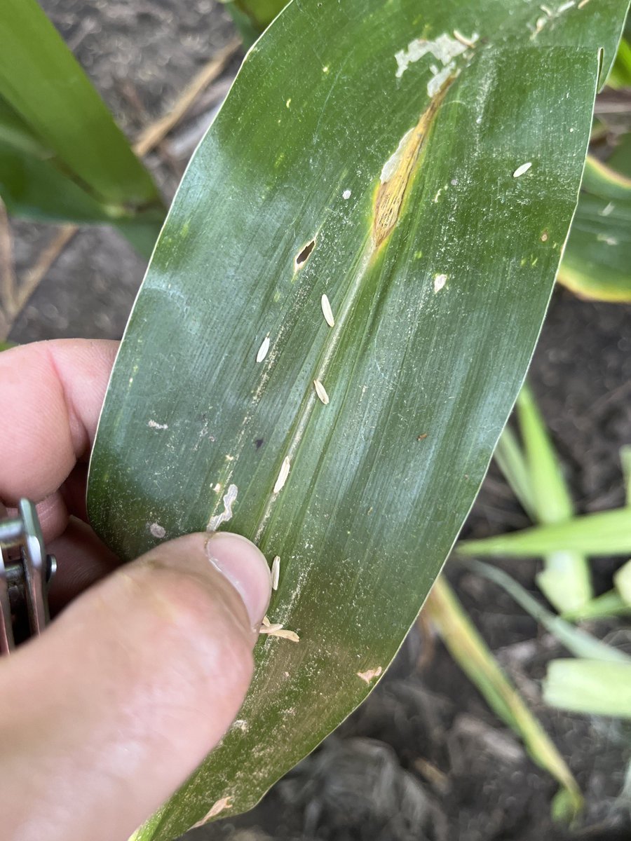 Frontline Genetics tweet media