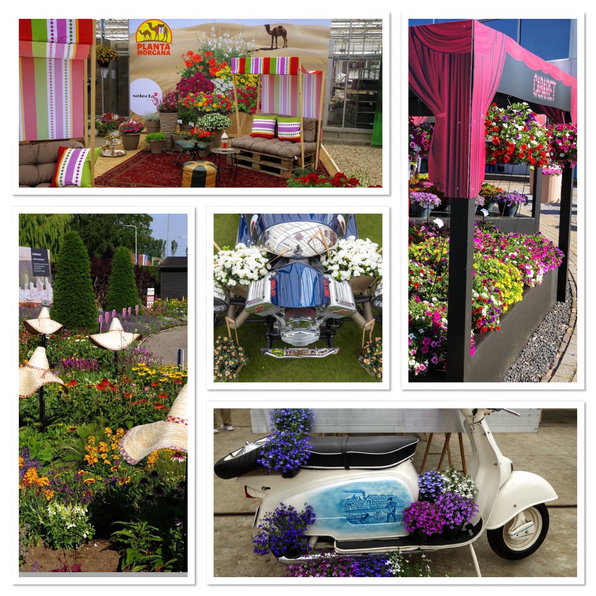 We have spotted many fun and innovative displays during #FlowerTrials. Which one was your favourite? We'd love to see a photo!
#whereplantsmeetpeople #potplants #beddingplants #horticulturalevent
