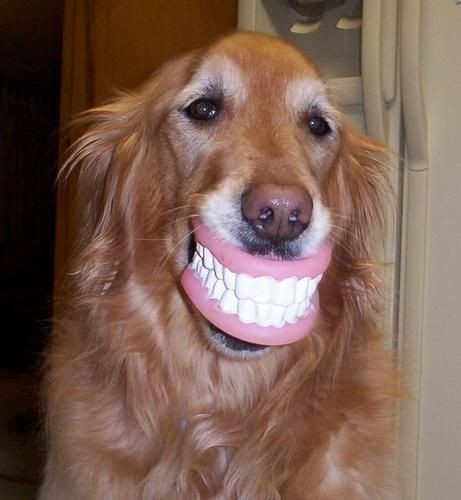 Smiling Oak Dentistry on Twitter: Smiling Oak Dentistry on Twitter: