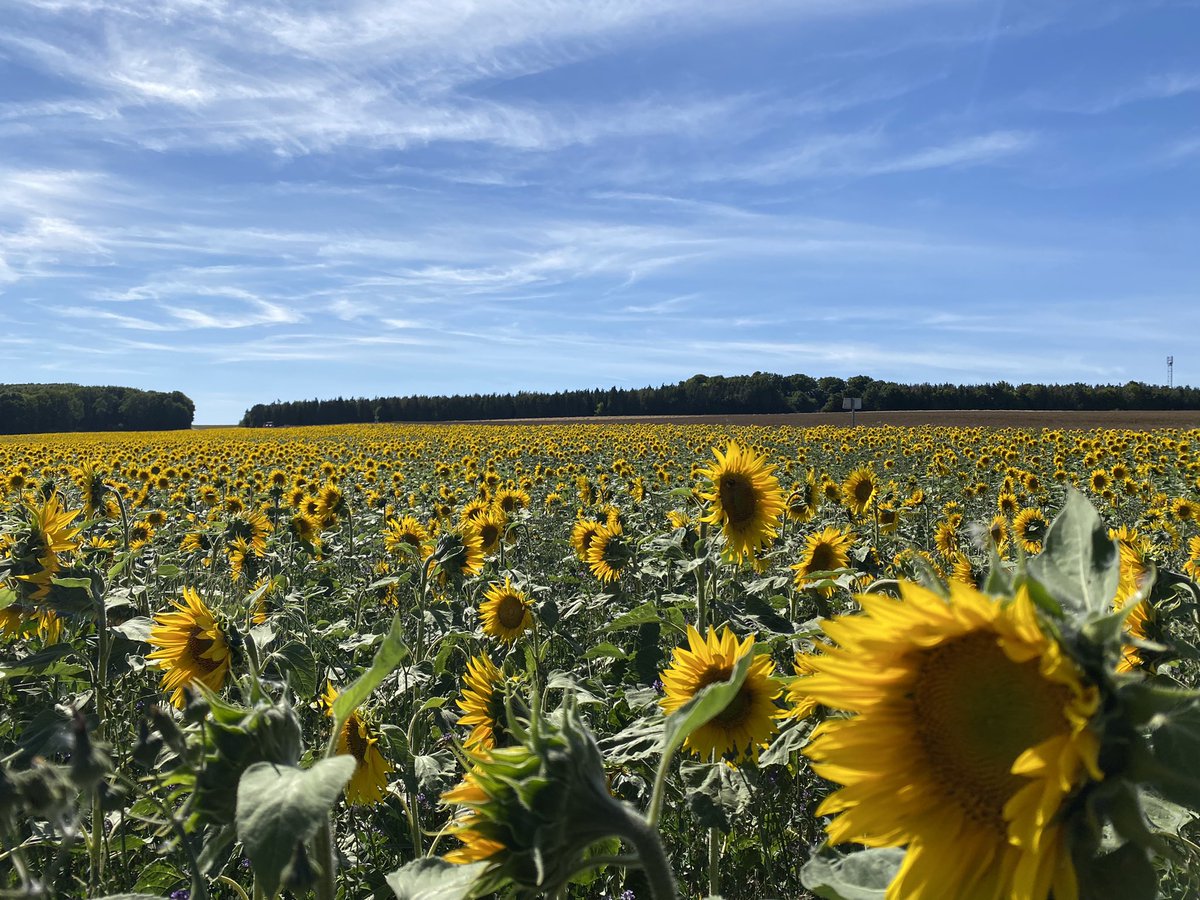 ElenaVacon's tweet photo. Les belles terres et les hommes qui y travaillent, protégeons-les. Vive la France.

https://t.co/MA2zd5pUDK

 #ecologiehumaine #terres #hommes #territoire #france https://t.co/yHg03guyrN