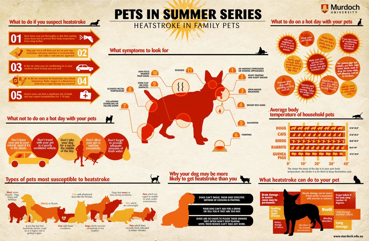 SurreyDataHub's tweet photo. Heat stress in pets: what are the signs to look out for?
#heatstress #petsinhotweather #hotdog #hotcat #hotpets https://t.co/Rb5gXjdOUe