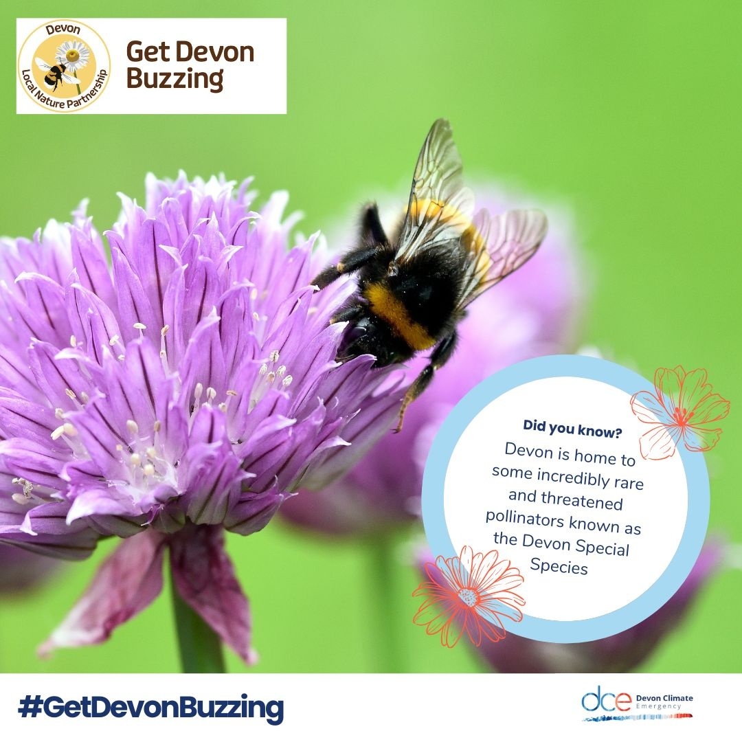devonclimate's tweet photo. How can you help #GetDevonBuzzing this month?

🦋 Populate gardens with pollinator-friendly flowers and wild areas
🦋 Protect places already rich with wildflowers, like meadows and woodlands
🦋 Get involved with work by the @DevonLNP and other projects:
https://t.co/xS1Iil5lLe https://t.co/lhh0c3HVoW