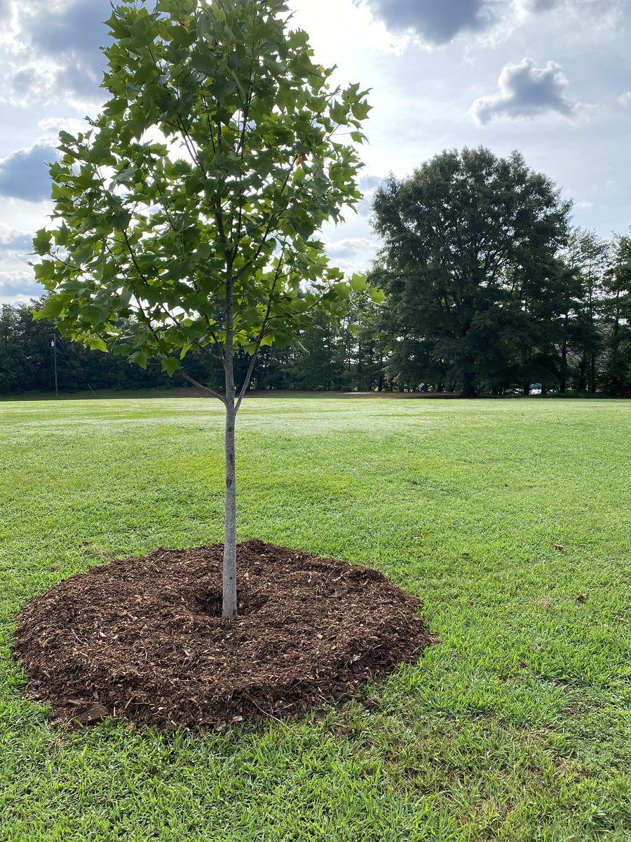alisonrauch's tweet image. Just call us the “mulch masters”. Great day volunteering with @TreesUpstateSC at Riverside Park in Greer. 🌳