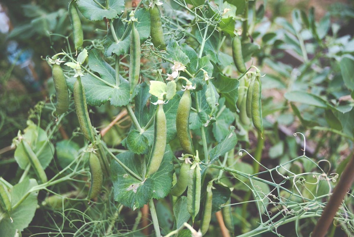 Hope Community Garden tweet media