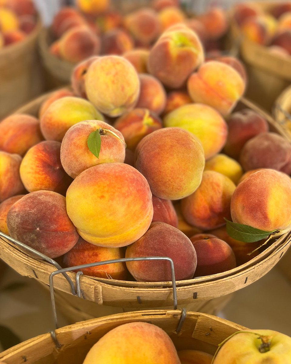 AdamsFarms's tweet photo. We ❤️ local! Keep an 👁️ out for fresh produce from Hudson Valley farms arriving daily like these delicious peaches from Clarke's Family Farm, spotted at our Poughkeepsie store. 🍑  Selection varies by location. While supplies last. #peaches #farmfresh #local #hudsonvalleyfarmers https://t.co/sUZnHu25JU