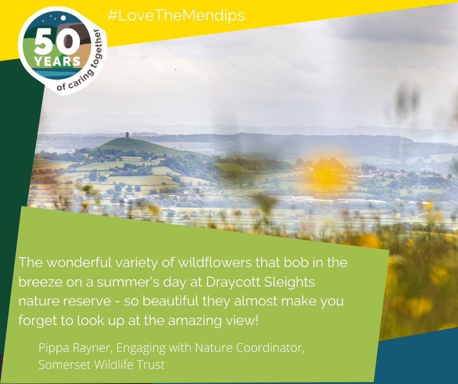 @SomersetWT have played an important role caring for the #MendipHills over many years. Their nature reserves like #UbleyWarren & #DraycottSleights are remarkable places for wildlife. Celebrating 50 years as an Area of Outstanding Natural Beauty #LoveTheMendips #LoveYourMendips