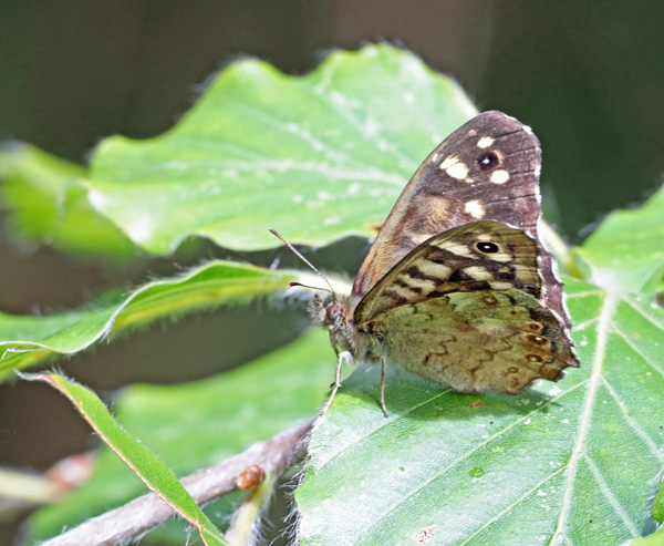 Lytchettbirder's tweet photo. Speckled Wood a species which is only seen very occasionally in the garden but across the road there are several along the footpath to the bay. @LytchettP #LytchettBayWildlife https://t.co/O9YxjyTw5W