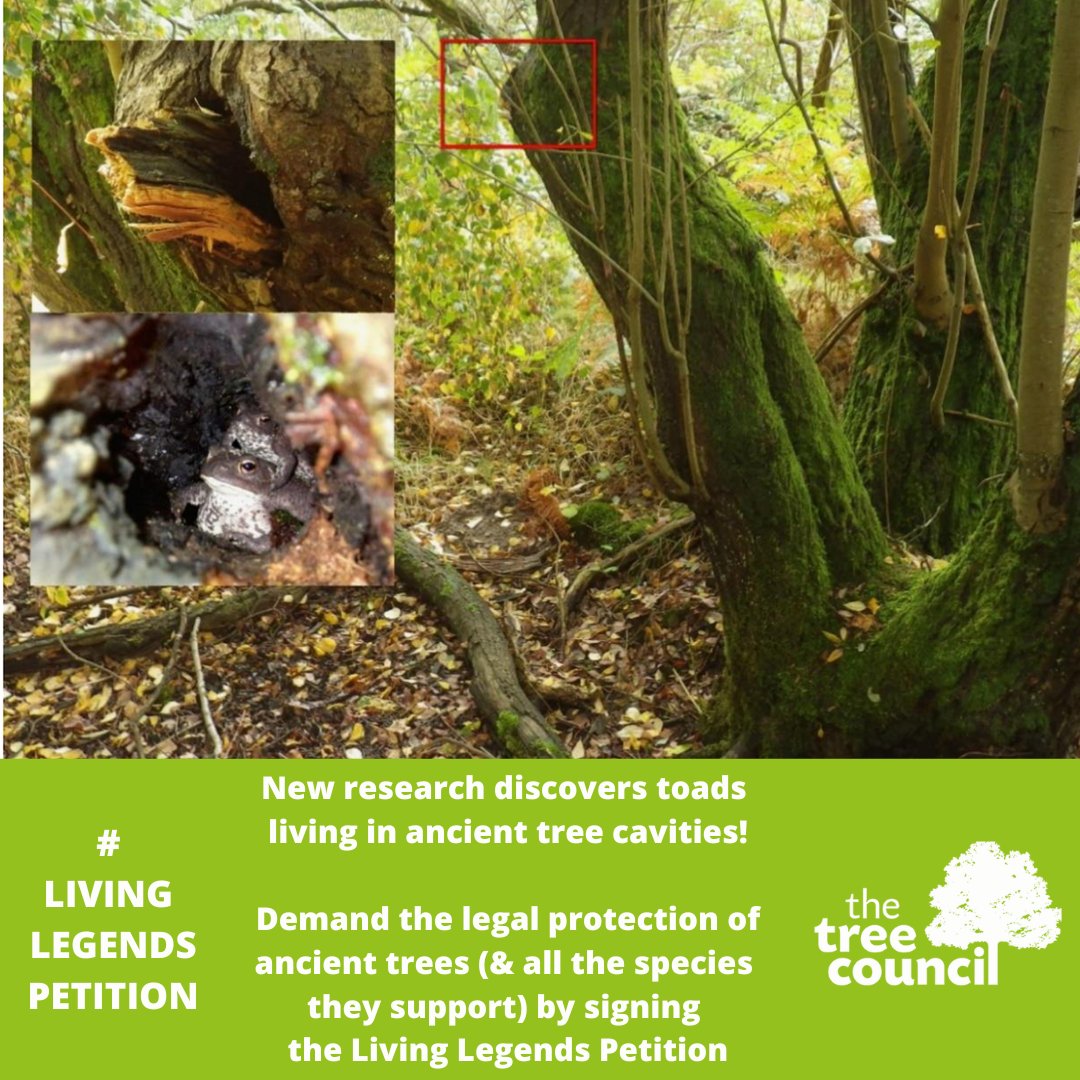 🐸🌳Fascinating research from <a href="/froglifers/">Froglife</a> <a href="/Cambridge_Uni/">Cambridge University</a> &amp; <a href="/PTES/">People's Trust for Endangered Species</a> has revealed that the common toad can often be found in ancient tree cavities! Yet another reason to sign @WoodlandTrust's #LivingLegend Petition for the legal protection of ancient trees!  bit.ly/LivingLegendsP…