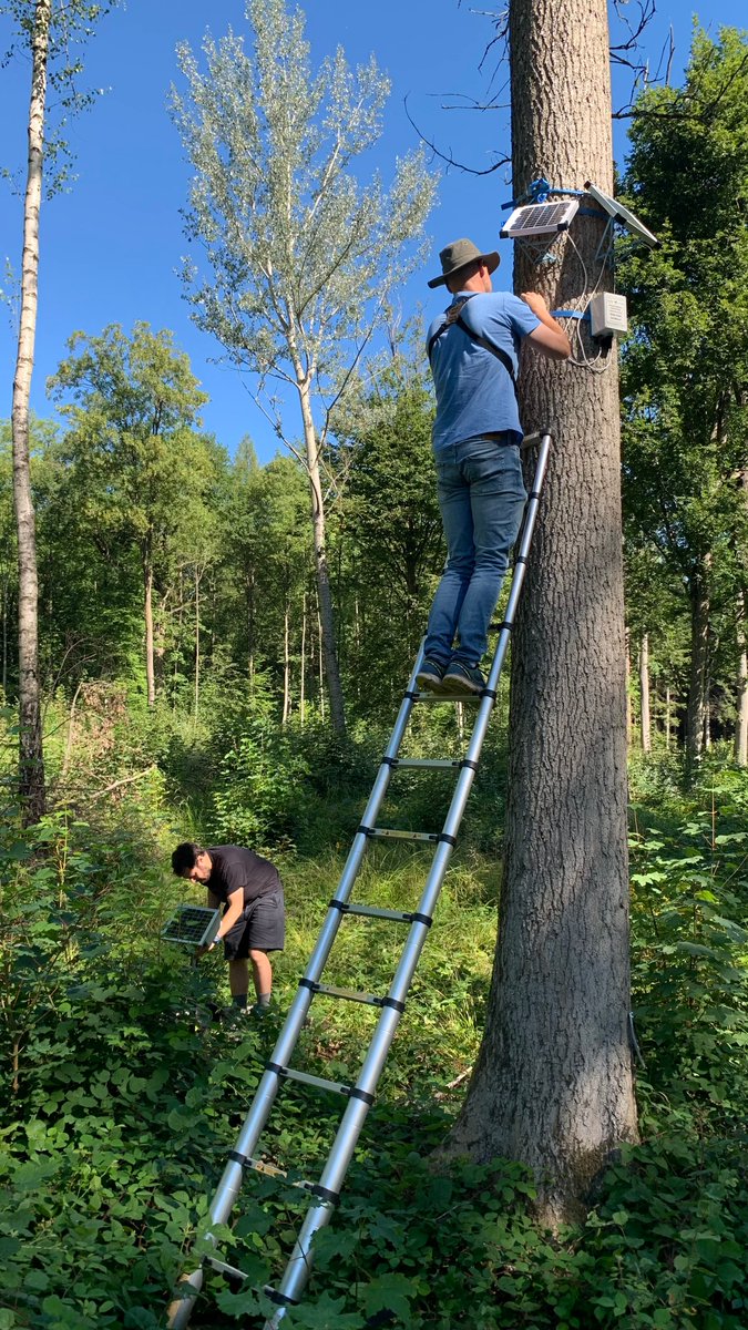 waldlabor's tweet photo. Wer trommelt, ruft, singt und zirpt im lichten #Mittelwald? Und wie klingt es wohl im dunklen #Nadelwald?
Für die nächsten 3 Monate testen wir mit @Restor_eco im Waldlabor #Hönggerberg verschiedene Systeme zur Erfassung der #Bioakustik für das #Monitoring der #Artenvielfalt. https://t.co/GVUgyTLlx5