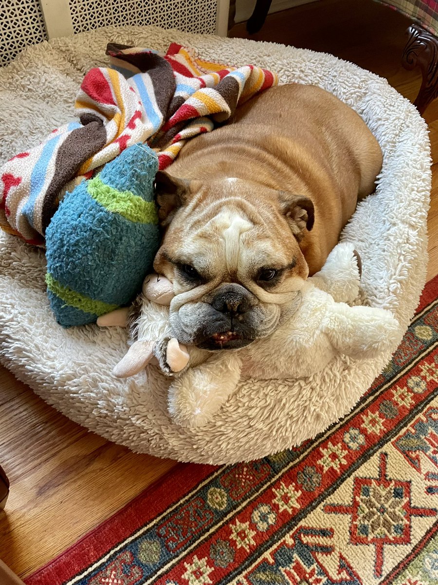 HadleyBulldog's tweet photo. https://t.co/yA8xUTcMiz