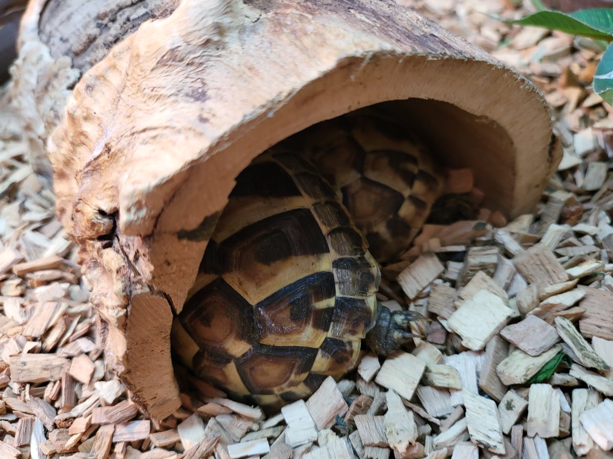 ReptileCentre's tweet photo. Some torts having a munch and catching some z's #hermannstortoise #tortoise #hermanns #reptile #northampton https://t.co/Qe5d1jwBHo