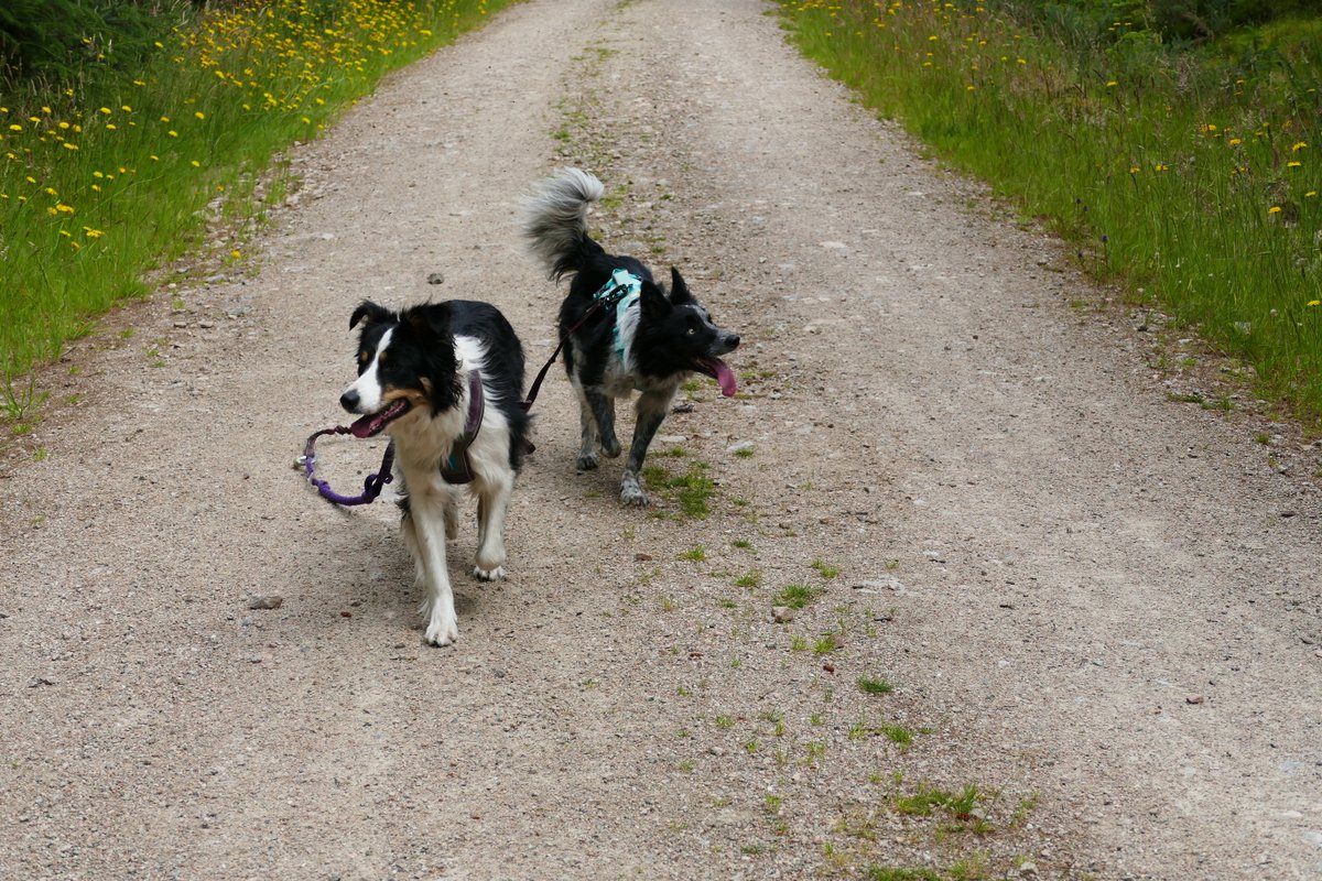 colliefullife's tweet photo. Little hill walk up Cairn-Mon-Earn today since it was a bit coolerπ
#DogsOfTwitter #DogTwitter #BorderCollies #HillDogs https://t.co/uMXhpompio