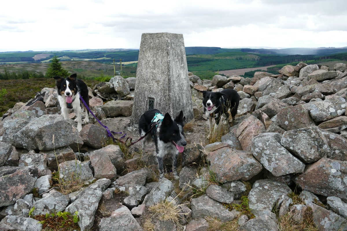 colliefullife's tweet photo. Little hill walk up Cairn-Mon-Earn today since it was a bit coolerπ
#DogsOfTwitter #DogTwitter #BorderCollies #HillDogs https://t.co/uMXhpompio