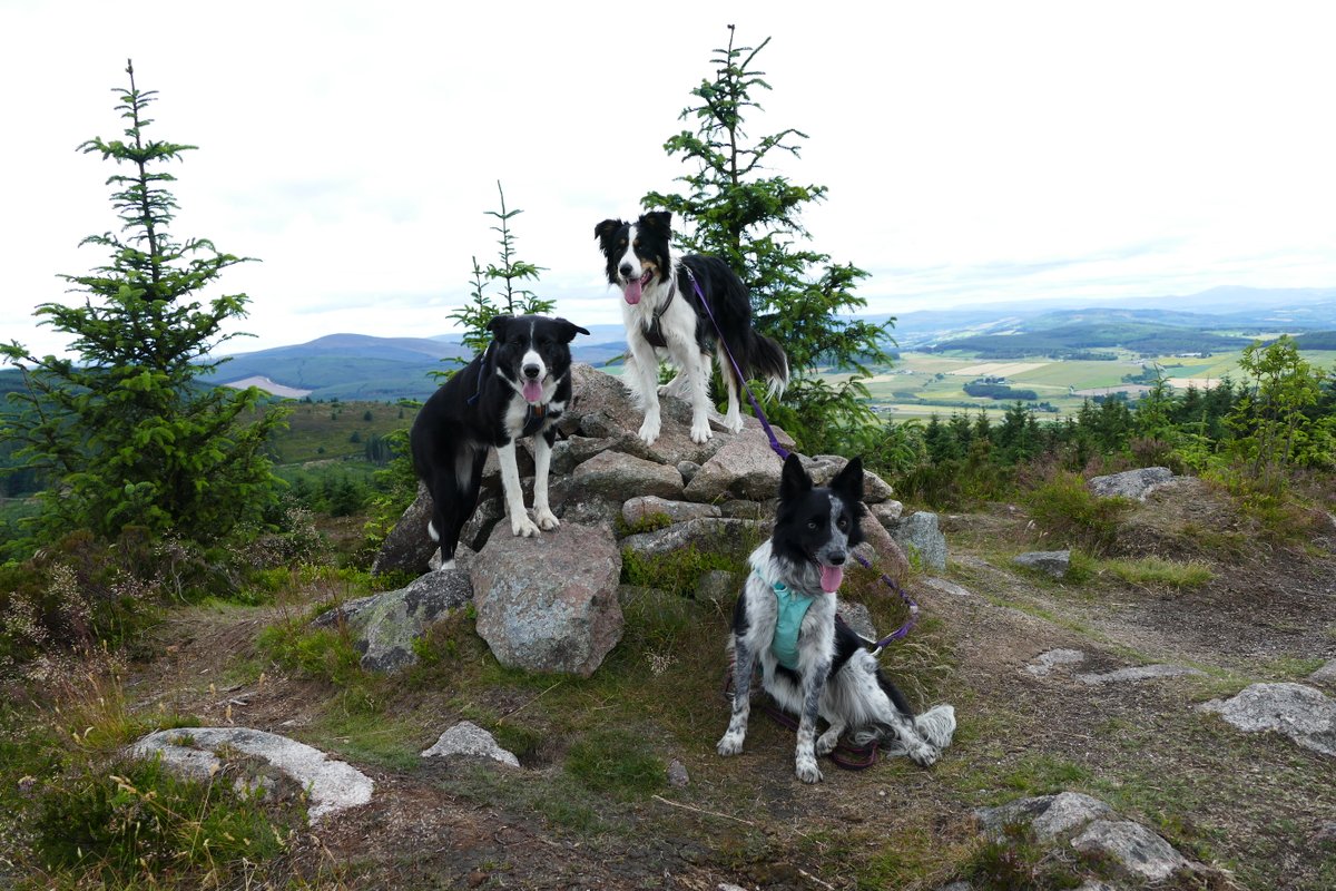 colliefullife's tweet photo. Little hill walk up Cairn-Mon-Earn today since it was a bit coolerπ
#DogsOfTwitter #DogTwitter #BorderCollies #HillDogs https://t.co/uMXhpompio
