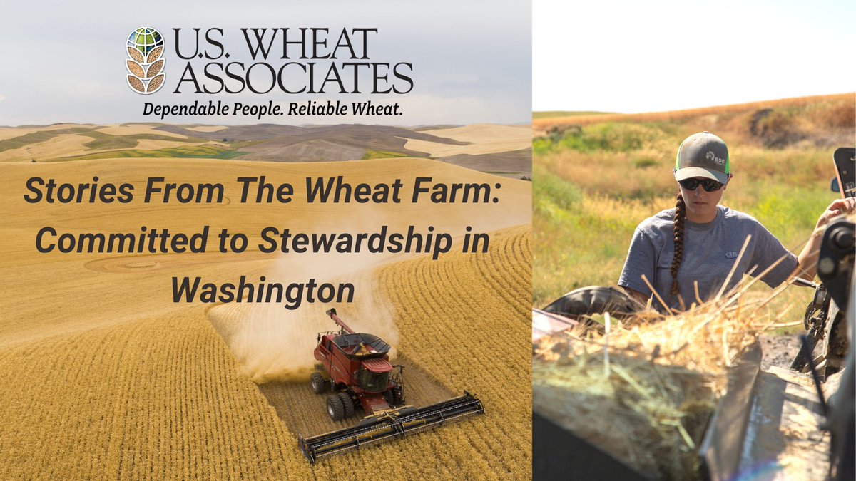 US Wheat Associates tweet media