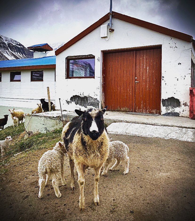 The Icelandic daredevil sheep…. facebook.com/16767326995117… #safetravel #iceland #ontheroadagain