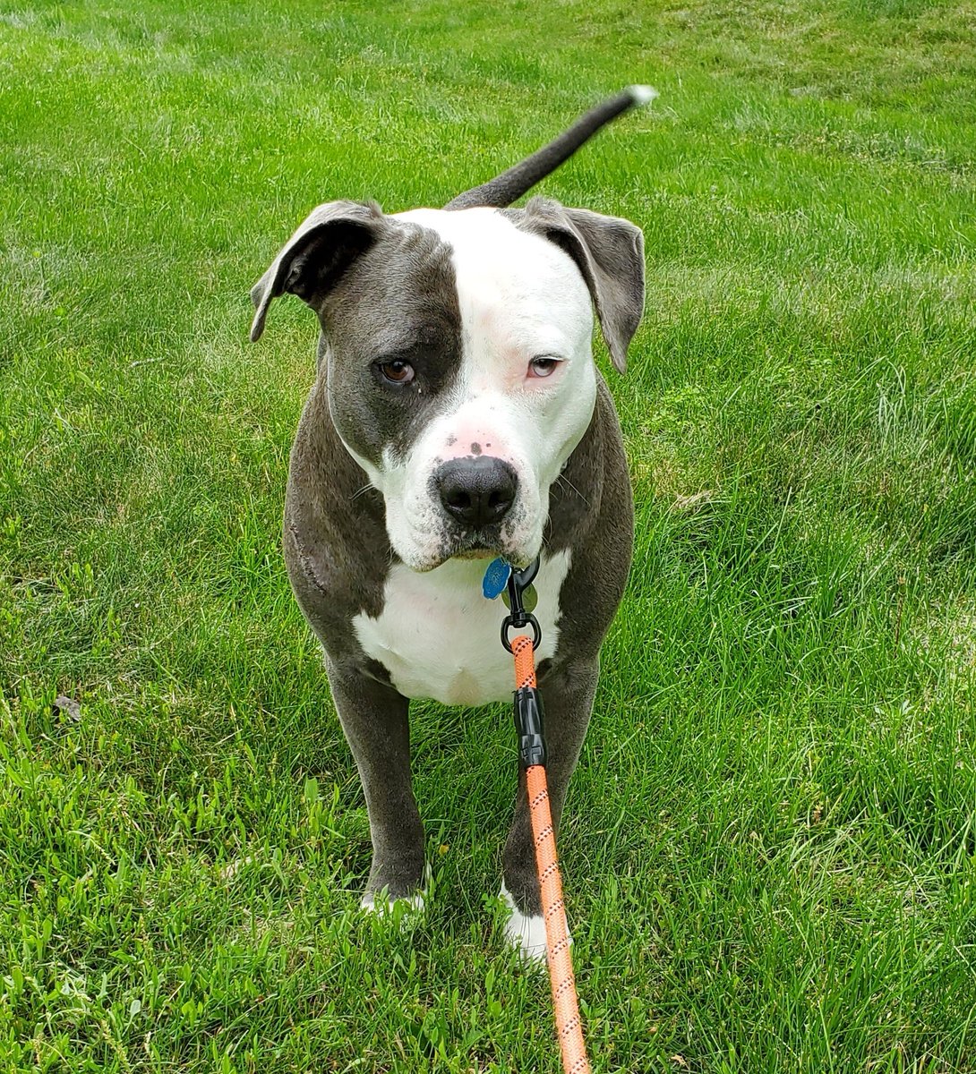 Thor the All American Bully tweet media